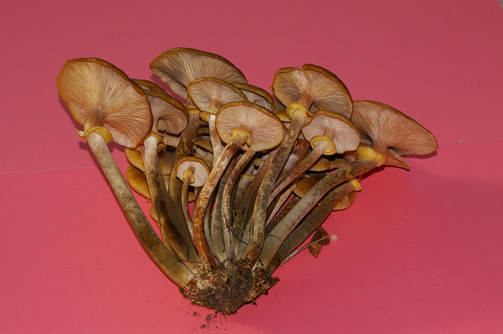 Armillaria?